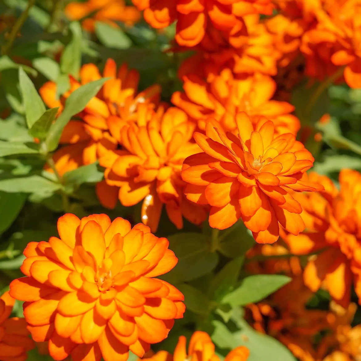 Zinnia orange - L'été en orange vif