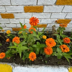 Zinnia orange - L'été en orange vif