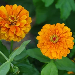 Zinnia orange - L'été en orange vif