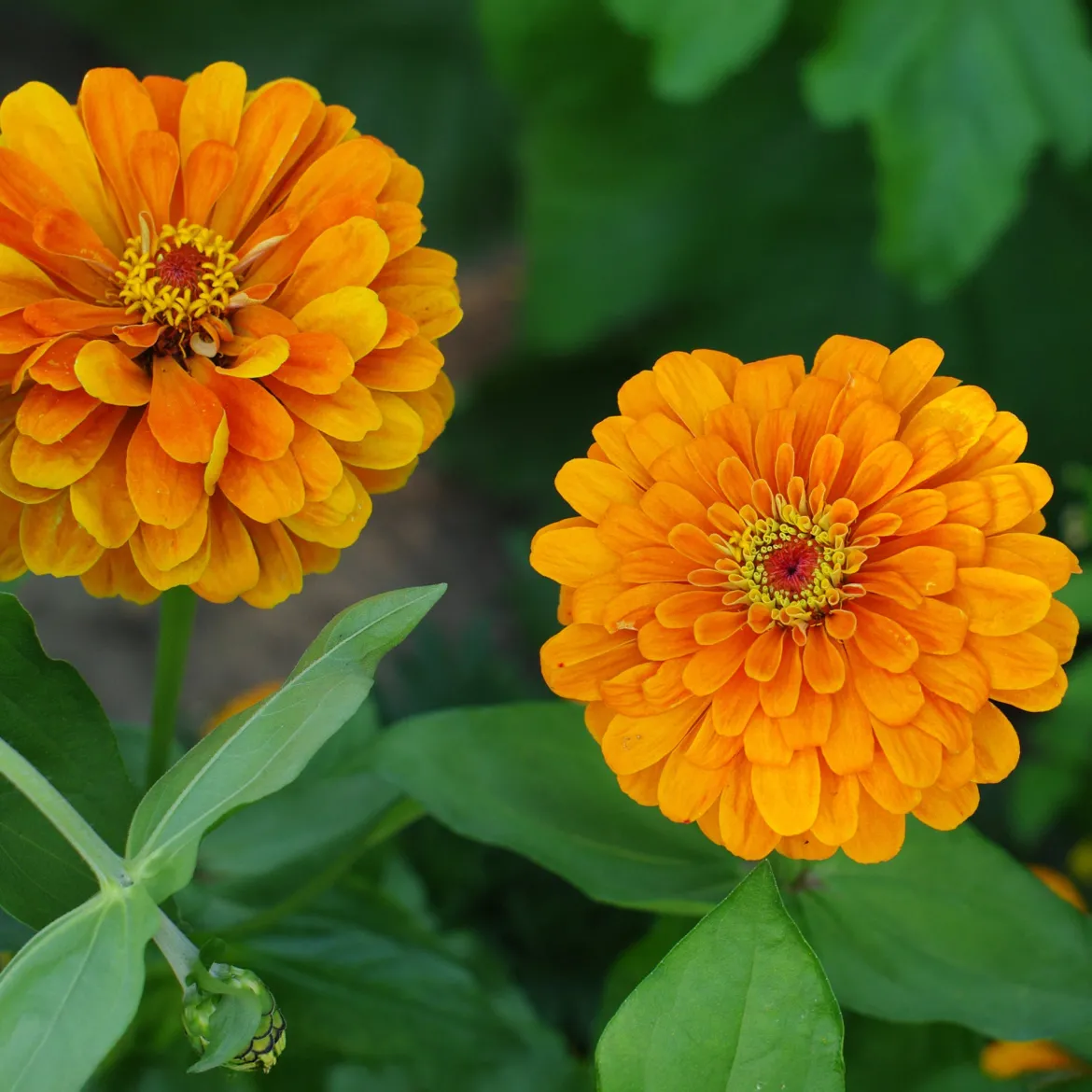Zinnia orange - L'été en orange vif