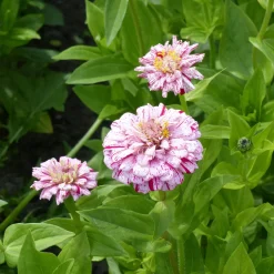 Zinnia Peppermint stick en mélange - Des fleurs bicolores tout l'été