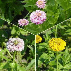 Zinnia Peppermint stick en mélange - Des fleurs bicolores tout l'été