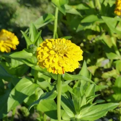 Zinnia Peppermint stick en mélange - Des fleurs bicolores tout l'été