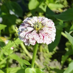 Zinnia Peppermint stick en mélange - Des fleurs bicolores tout l'été