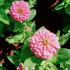 Zinnia rose - Un été rose sans effort