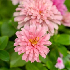 Zinnia rose - Un été rose sans effort
