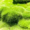 Zoysia tenuifolia - Gazon des Mascareignes - Un tapis vert sans tonte